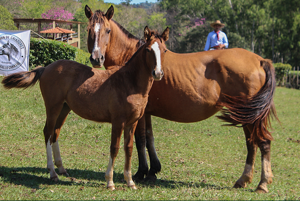 Lote MANEADORA LEILOEIRA