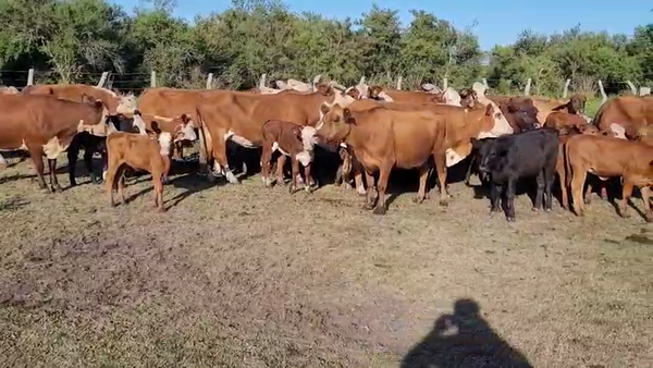 Lote 23 Vacas medio uso C/ cria en Villaguay, Entre Ríos