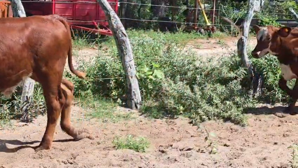 Lote 318 Terneros en Corrientes, Goya