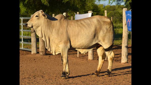 Lote VAQUILLA BRAHMAN