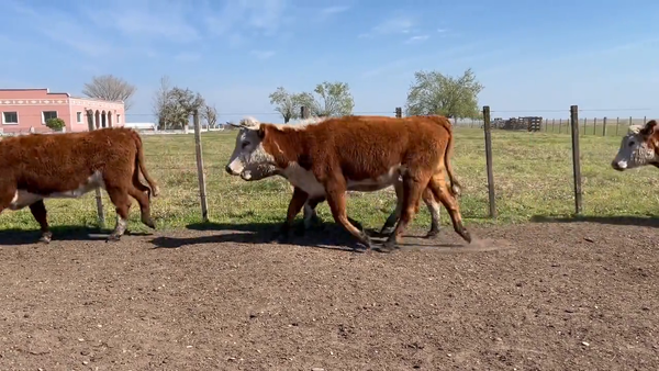 Lote Vacas Preñadas
