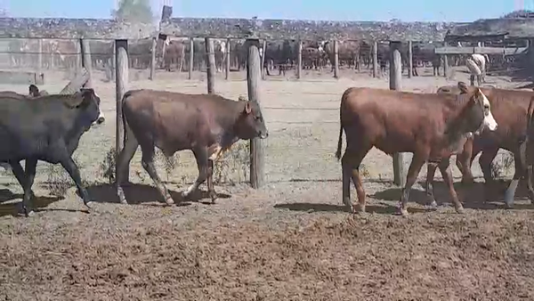 Lote 200 Terneros en Santa Fe, Los Amores