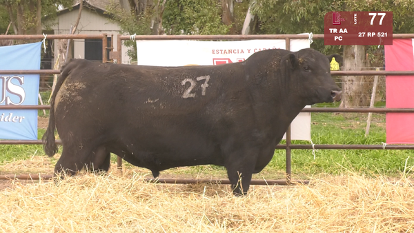 27 521 — TOROS ANGUS NEGROS  PC