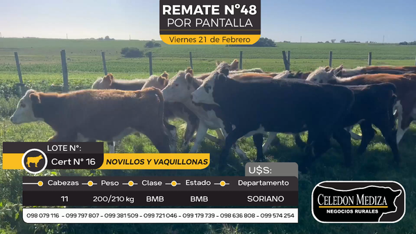 Lote 11 Novillos y vaquillonas 1 a 2 años en Agraciada, Colonia