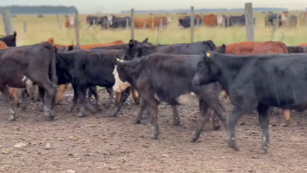 Lote 110 Terneros/as en Muñoz Olavarria, Buenos Aires