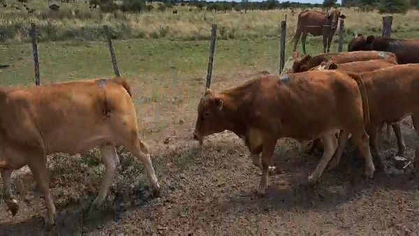 Lote 28 Terneros/as en Corrientes, Curuzú-Cuatiá