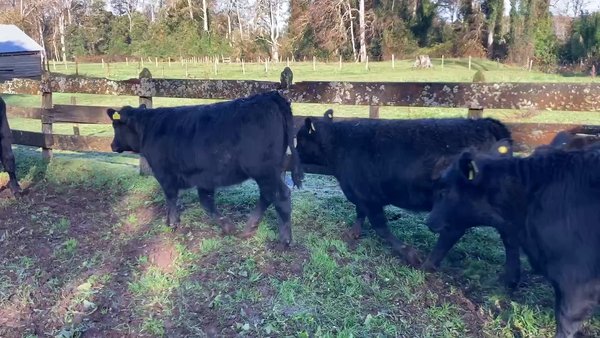 Lote 16 Ternera en Purranque, X Región Los Lagos