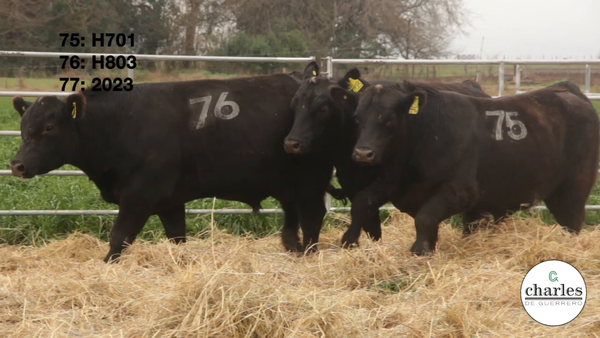 Lote TOROS PUROS CONTROLADOS