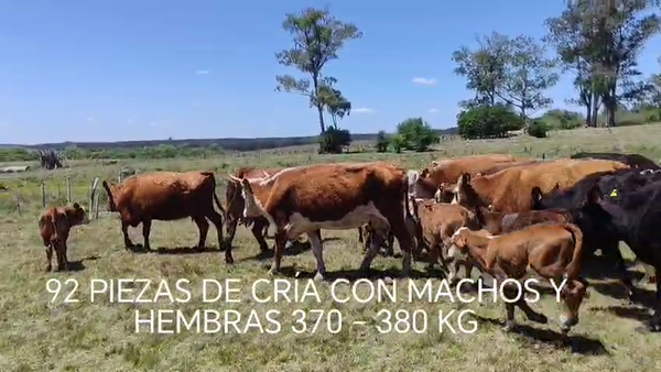 Lote 92 Piezas de cría, Cerro Largo