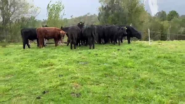 Lote 18 Ternero en Cisnes, XI Región Aysén