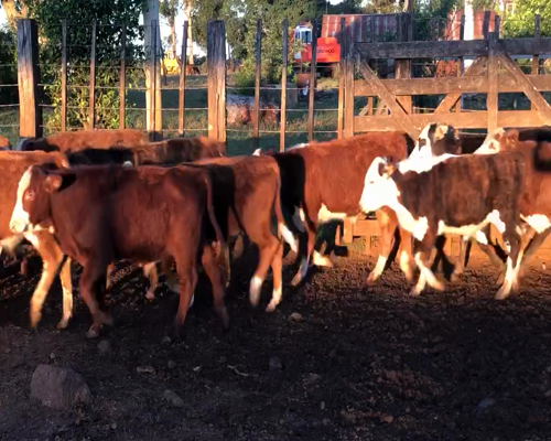 Lote 70 Terneros en Ituzaingó, Corrientes