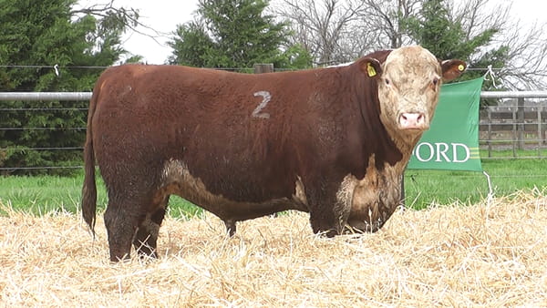 Lote TOROS P. HEREFORD PR