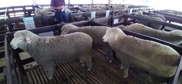 Lote 4 borregos pedigree 2dts