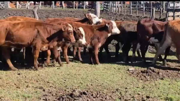 Lote 300 Terneros/as en Córdoba, Dean Funes