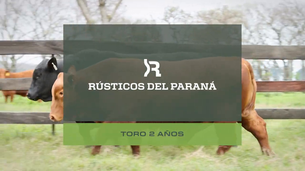 Lote Toros