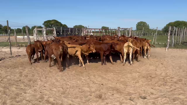 Lote 90 TERNEROS Y TERNERAS BRANGUS COLORADOS EN ESQUINA, CORRIENTES