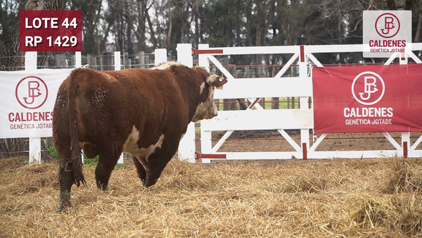 Lote Toro PR