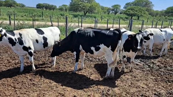 Lote 22 Vaquillonas P/ entorar Holando Argentino en Col. Prosperidad, Córdoba