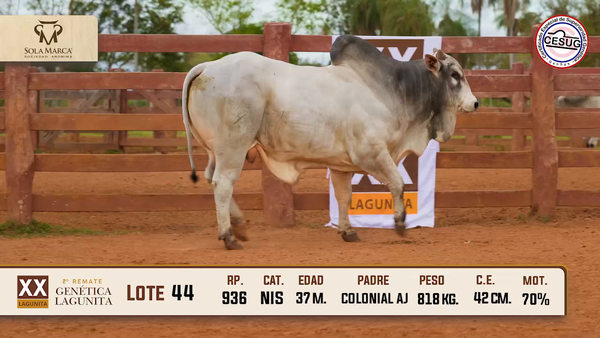 Lote Lote 44
