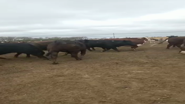 Lote 31 Novillos Braford y Cruzas Británicas en Río Primero, Córdoba