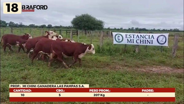 Lote LOTE 18