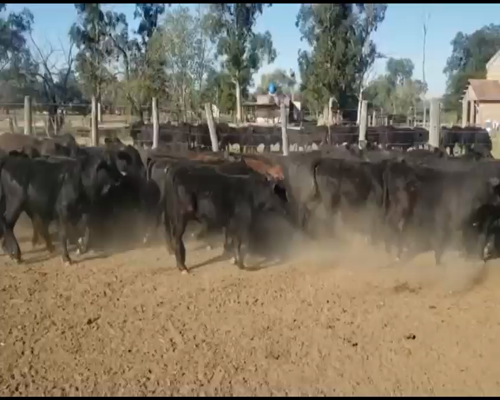 Lote 120 Terneros en Puero Tirol, Chaco