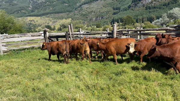 Lote 25 Vaquilla Engorda en Coyhaique, XI Región Aysén