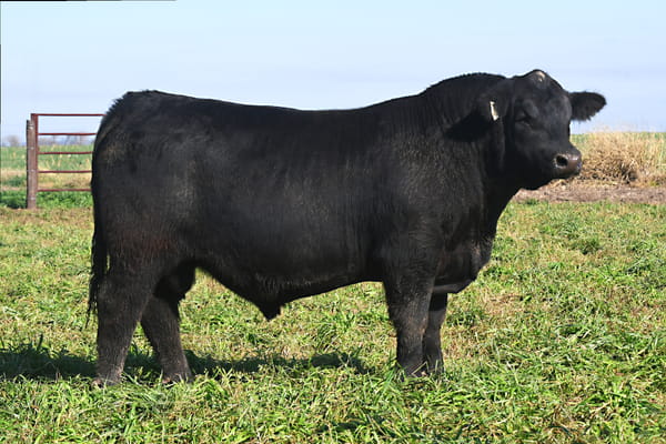 Lote RP 18580 - TOROS PP ELITE