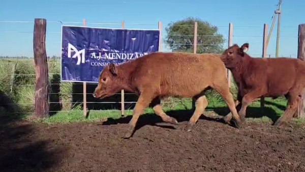 Lote 75 TERNS. MACHOS, EN GUAMINI, BS. AS.