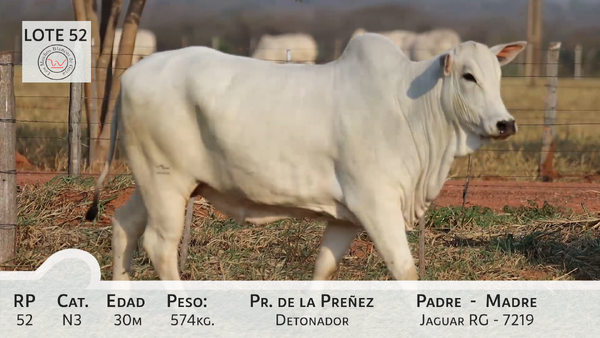 Lote LOTE 52