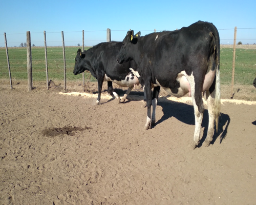 Lote VAQUILLONA PREÑADA 1 MASSONI GABRIEL