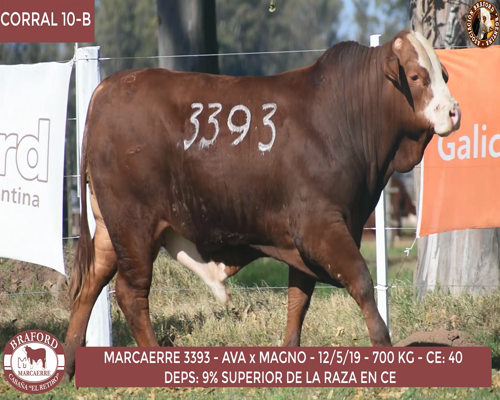 Lote Toro Braford Cabaña El Retiro