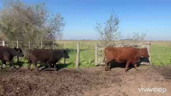 Lote 30 Vacas CUT preñadas
