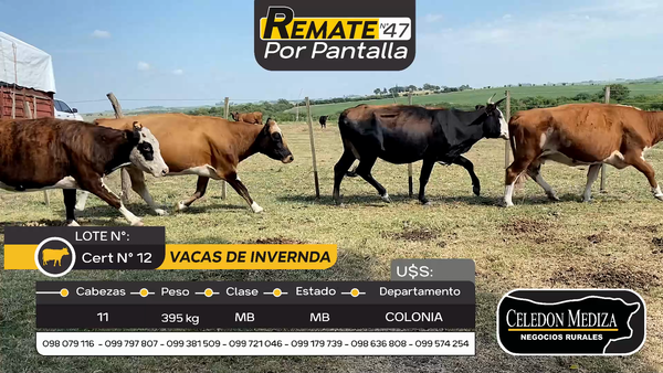 Lote 11 Vacas de Invernada en Colonia