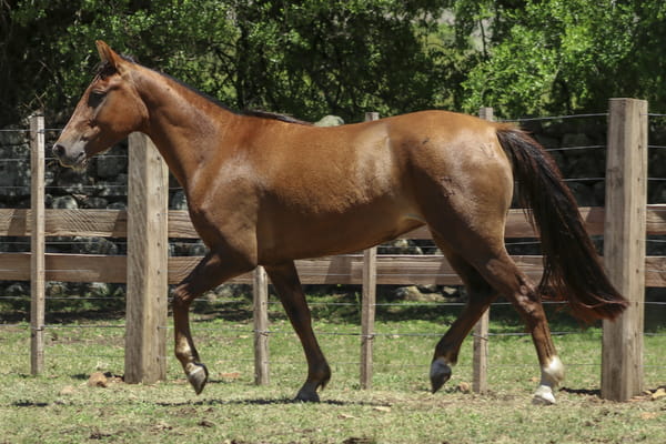 Lote AGUAS CLARAS MIS HERMANAS