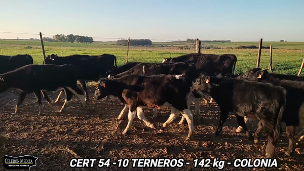 Lote 10 Terneros en Canelones