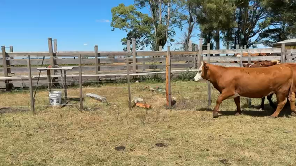 Lote VAQUILLONA ENTORADA