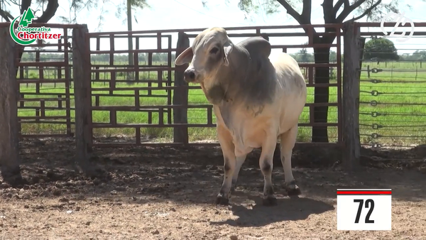 Lote Brahman