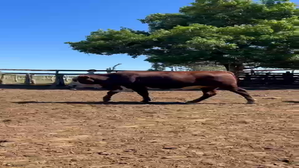 Lote 90 Novillos en Corrientes, Mercedes