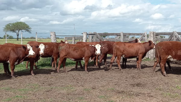 Lote SAENZ VALIENTE, BULLRICH Y Cia. S.A.