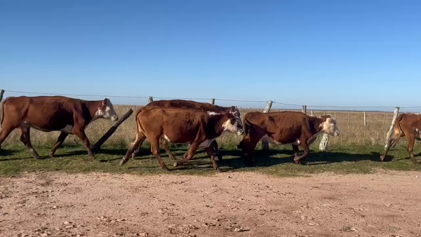Lote 55 Vacas de invernar