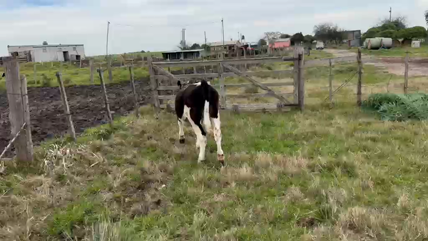 Lote Novillos, San José