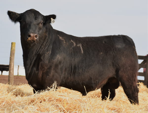 Lote TOROS PC