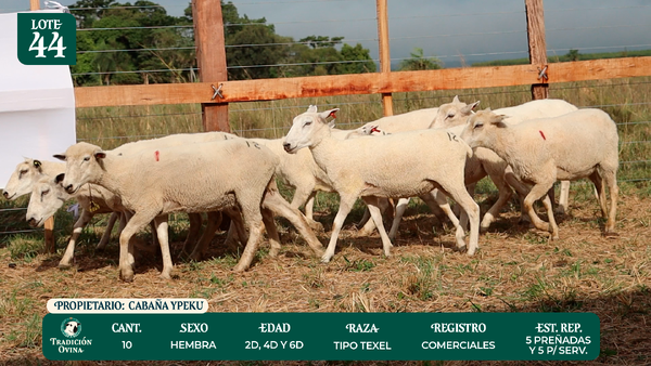 Lote LOTE 44 - POR PANTALLA