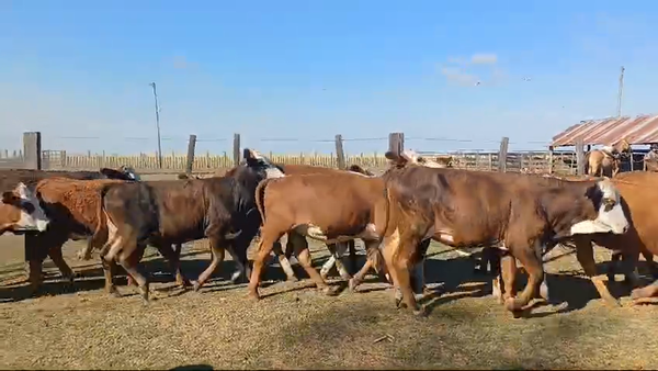 Lote 66 Terneras