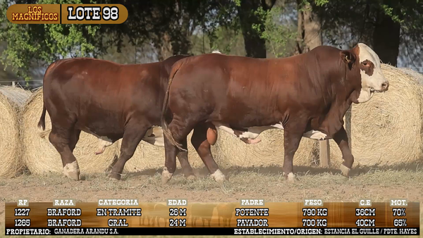 Lote LOTE 98 - VIVO
