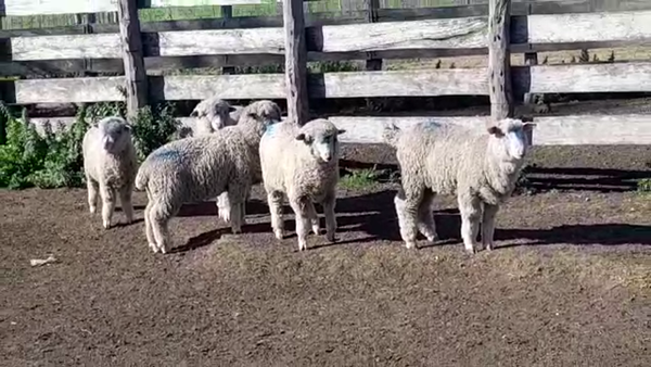 Lote (Vendido)5 Corderos 23kg -  en EL CHILENO
