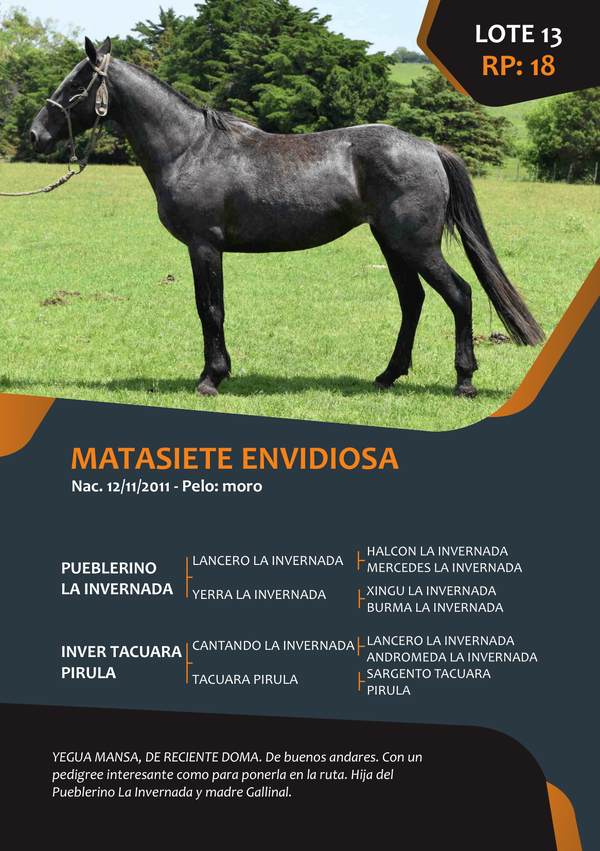 Lote RP 18 - MATASIETE EVIDIOSA
