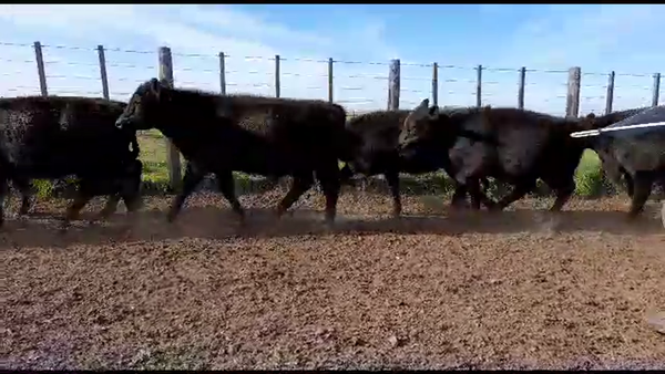 Lote Terneros/as en Benito Juárez, Buenos Aires
