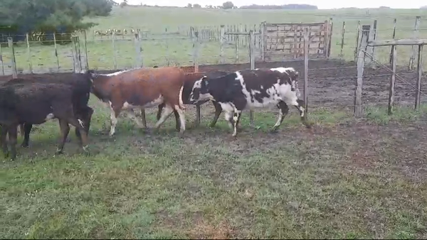 Lote (Vendido)6 Terneras 5 HE/ AA - 1 NO 110kg -  en PASO HOSPITAL